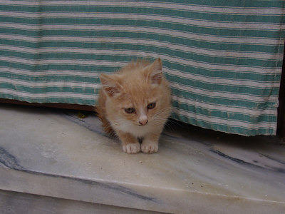 Kitty