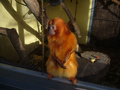 Golden Lion Tamarin (Leontopithcus rosalia )