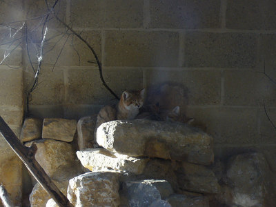 Sand Cat (Felis margarita harrisoni )