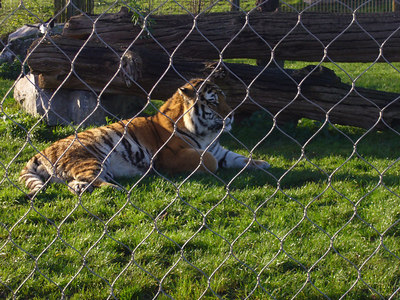 Amur Tiger