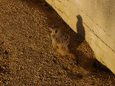 Meerkats