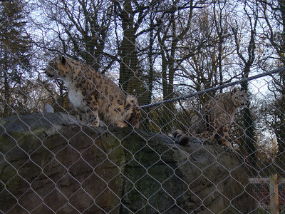 Snow Leopard