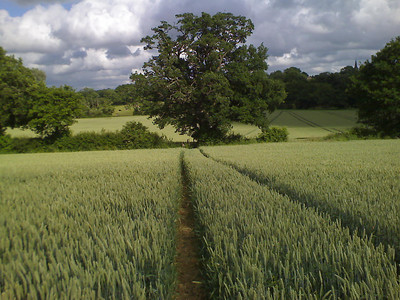 The Fields of Wheat