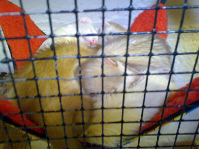 Ferrets