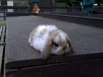 Lop Eared Baby Bunny