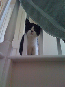 Henry the Cat