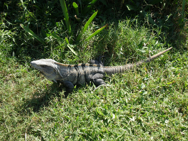 Iguana