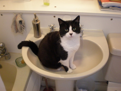 Henry in the sink