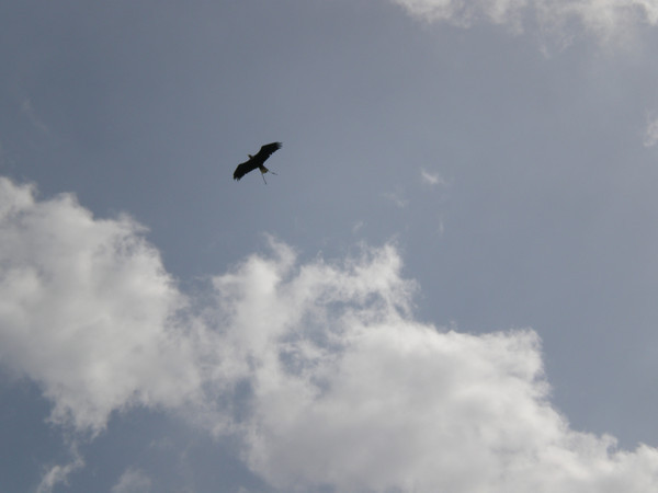 Eagles Circling