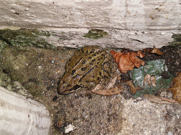 A Common Frog
