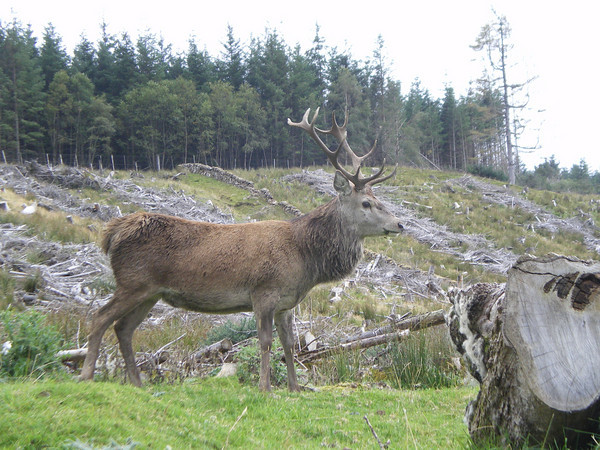 The Stag