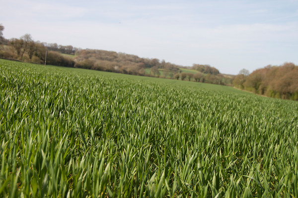 Walking around Chawton
