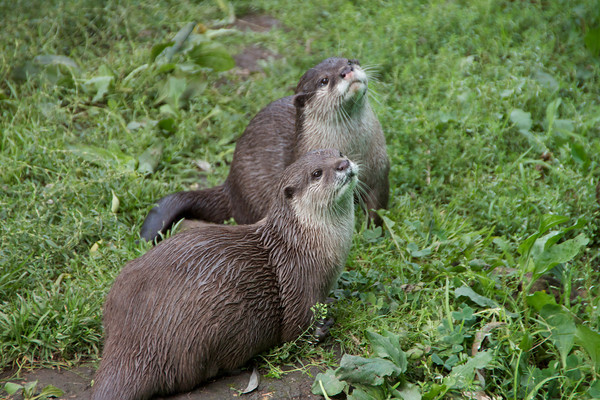 Otters
